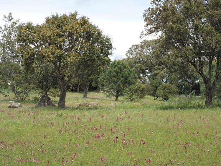 Anacamptis papilionacea